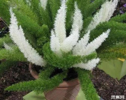 狐尾天门冬:一种很特别,很耐看的观叶盆栽