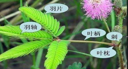 含羞草种植方法