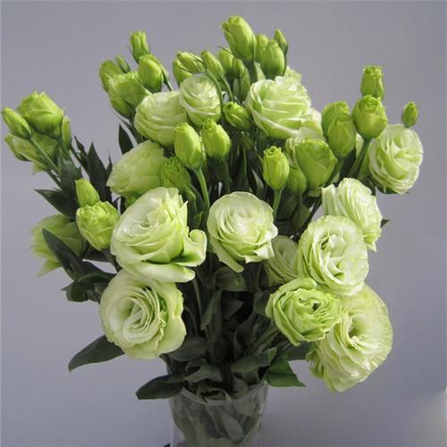 办公室鲜花单品体验 绿色洋桔梗花束3-5枝 24小时发货满30包邮