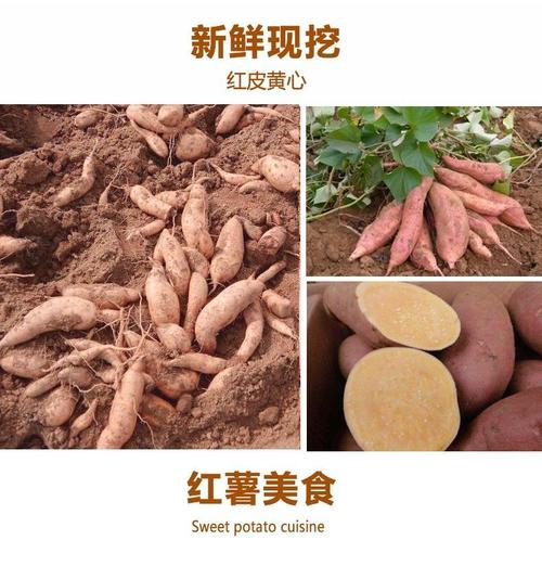 更多参数>>类别:紫薯商品产地:中国大陆商品毛重:1.