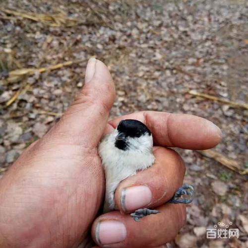 河南红子鸟一～河南红子鸟～河南产地～严格审音听音