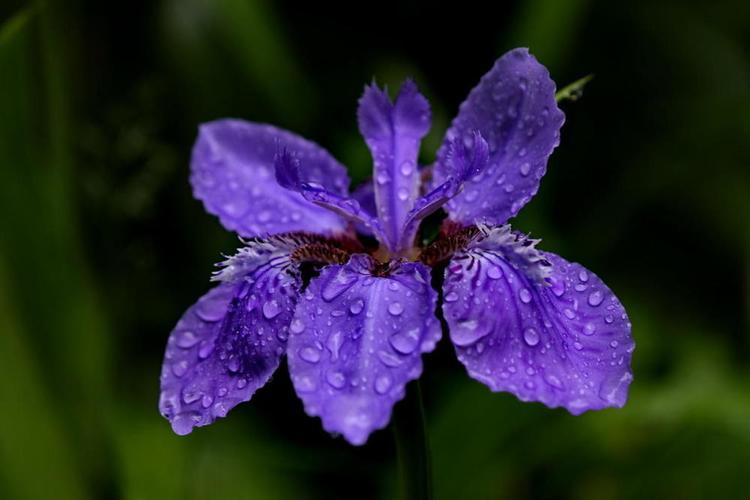 鸢尾花的花语是什么【严建设】