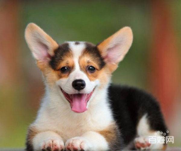 出售威尔士级柯基幼犬品相好 天津柯基多少钱一只
