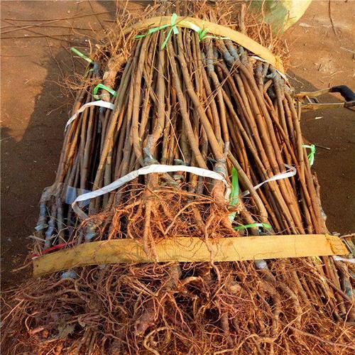 蜂糖李子苗种植方法