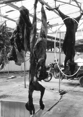记者探访发现,在霍山县城一些农贸市场,公开兜售野猪,黄羊,猪獾,野鸡