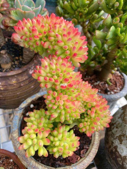 春萌缀化_多肉植物_多肉控_家居家装_家居装饰