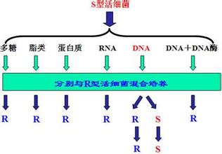 正确答案 a 解析 由此可见,格里菲斯指出的"转化因子"的化学成分是d