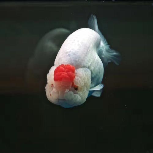 金鱼活体观赏鱼精品品兰寿红寿黑冷水鱼宠物泰狮鱼