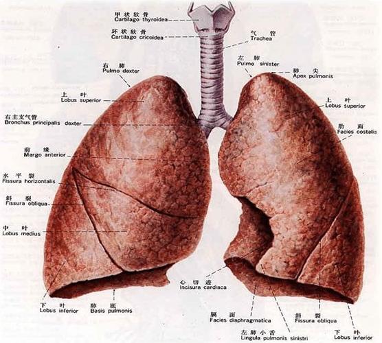 初学者3部曲支气管树胸部ct支气管镜技术内容太丰富了
