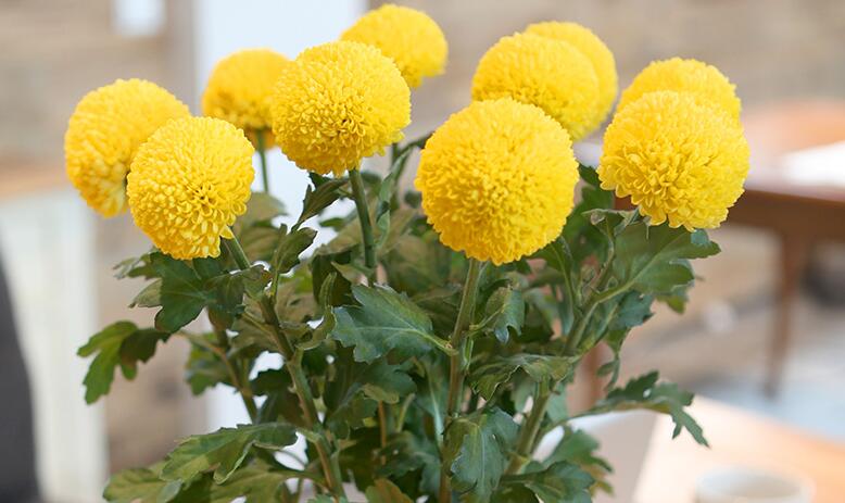 乒乓菊怎么养殖?