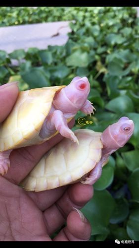 金粉巴西与粉雪巴西的对照.