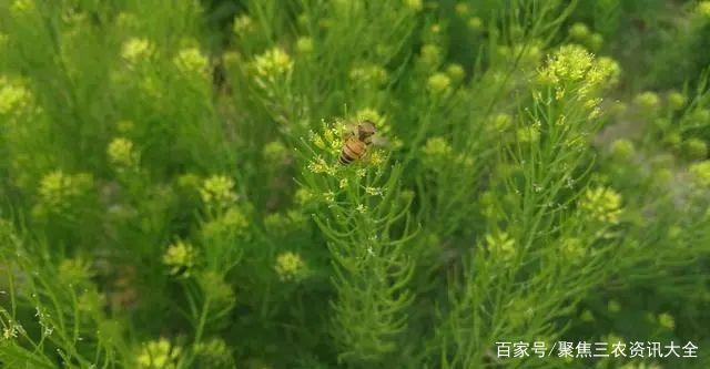 播娘蒿种子 - 热门商品专区