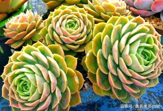 多肉昂斯诺开花基本上是没有花粉的,你知道其中的原因是什么吗?