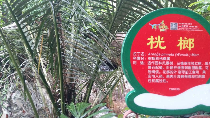 桄榔树-----叶根处长有成堆成串的椰果,大小似槟榔,不常见.