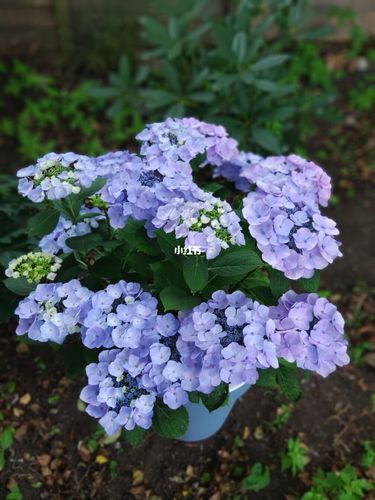 这是全网最美的"塔贝"绣球_家装_花艺_家居_家居装饰