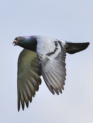 《逆光环境下飞翔的鸽子》 摄影/刘 策