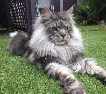 猫舍出售缅因库恩猫缅因猫赛级宠物级猫纯种健康