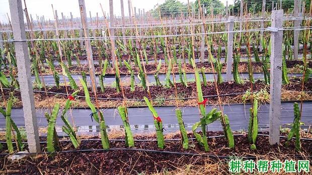 火龙果如何上架给火龙果搭架需要注意什么
