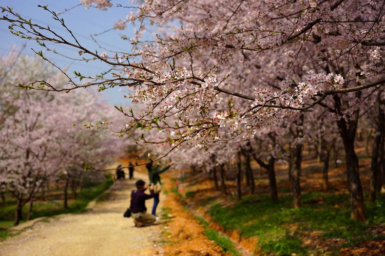 平坝农场的樱花