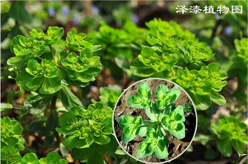 中药材 野生猫眼草 泽漆 500g中草药 五朵云 五灯草 全场满25包邮