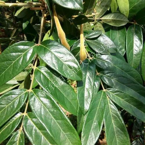 大叶牛大力种苗,大叶牛大力种植场