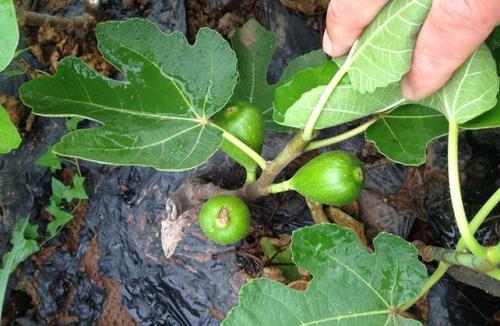 人间"无花果"浑身都是宝,果实和叶子有3个厉害用途,别