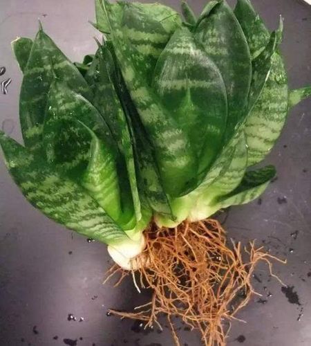 虎皮兰种植常见问题的挽救方法及水培方法