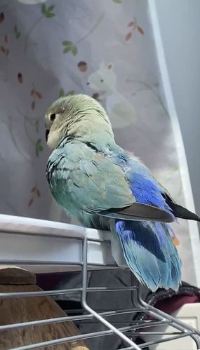 南京市秦淮区光华门华御大厦六楼丢失一只绿金顶牡丹鹦鹉