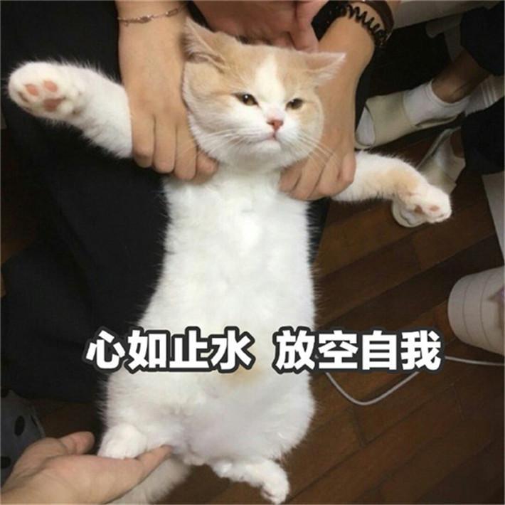 可爱萌宠猫咪搞笑表情包:活着好累,富婆怎么还不出现?