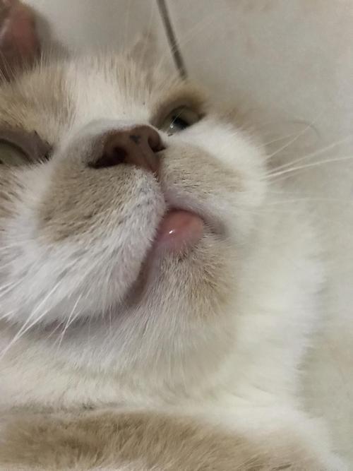求助猫咪下巴长了嗜酸性肉芽肿