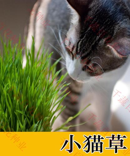 千蔬百花牌猫薄荷种子兰香薄荷草假荆芥小猫草种子野菜蔬菜种子