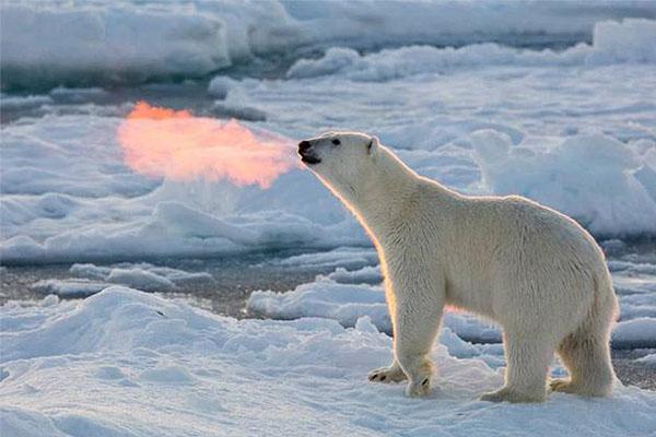 10,美洲狮9,北极熊8,东北虎7,鬣狗6,河马5,湾鳄4,森蚺3,科莫多巨蜥2