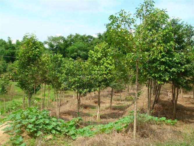 国内土沉香树的种植和栽培技术概括