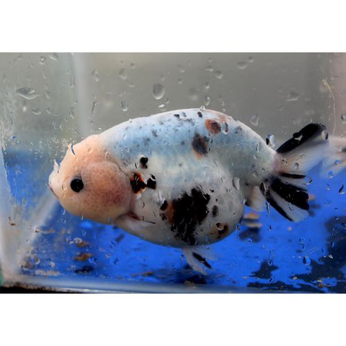 黑兰寿水墨金鱼亚成鱼练手鱼苗淡水冷水鱼观赏鱼宠物