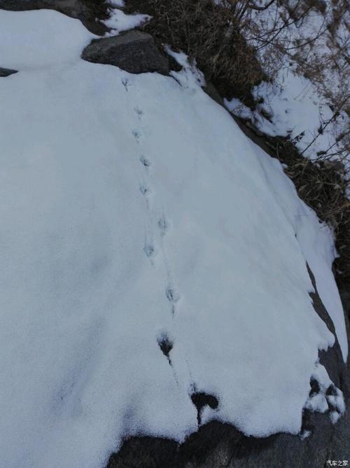 这里的人说雪后野鸡野兔是最好寻见的,不过现在野物很少见了!
