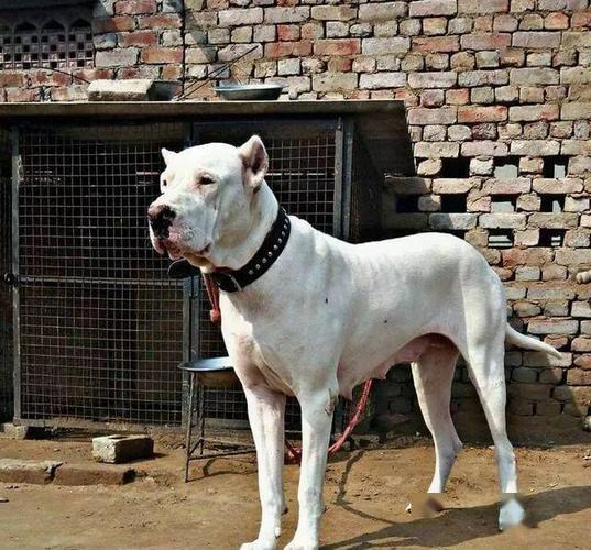 地狱的"猛犬判官"屹立于斗犬界金字塔的存在之一斗犬中的破坏者库达犬