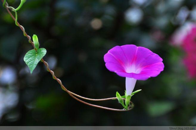 牵牛花