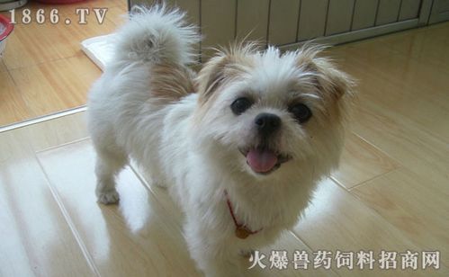蝴蝶犬怎么美容,蝴蝶犬美容技巧
