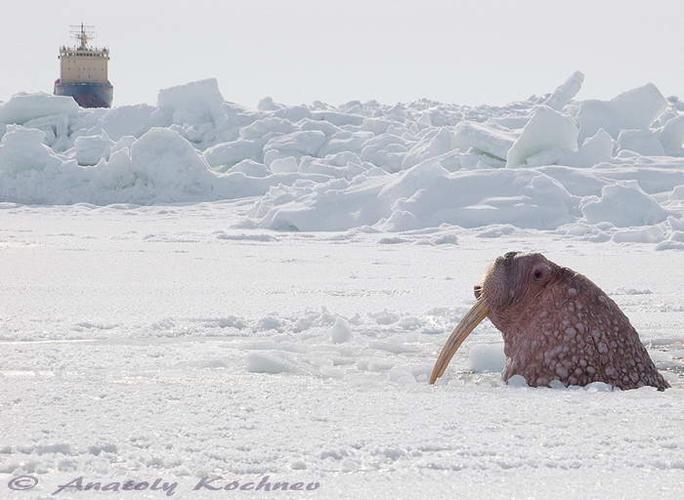 arctic wildlife captured by photographer and polar scientist