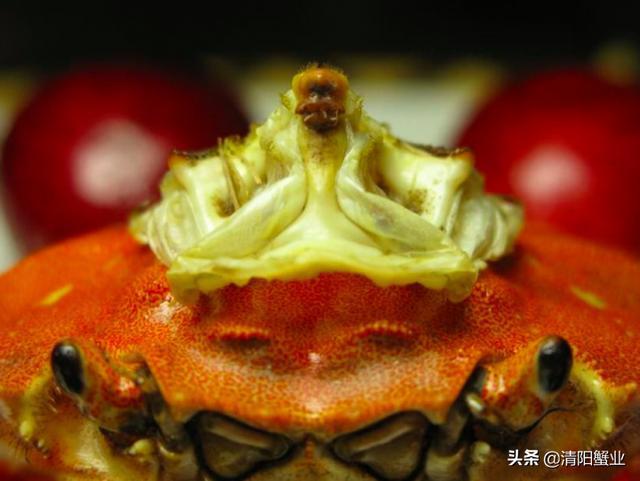 冷知识大闸蟹肚子里有法海有图有真相