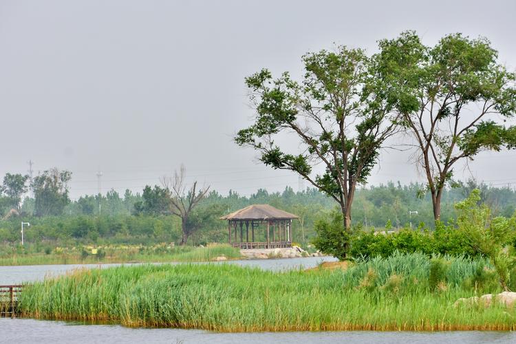 东营广利河森林湿地掠影