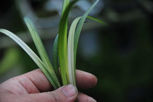 当年开花超香精品兰花春剑铭品变色龙原生种 内有实图任选