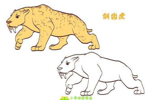 剑齿虎介绍,剑齿虎和老虎简笔画