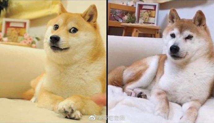 时光荏苒,这只狗头表情包已经16岁了,属于狗届的寿星了 #狗头##doge