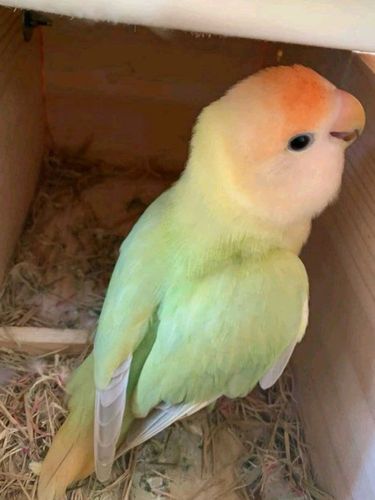 苹果绿金顶澳桂闪牡丹鹦鹉_牡丹_牡丹鹦鹉_宠物_宠物