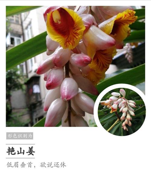 其它 记录·身边的植物 写美篇花名:艳山姜也叫作假砂仁,火锅底料中