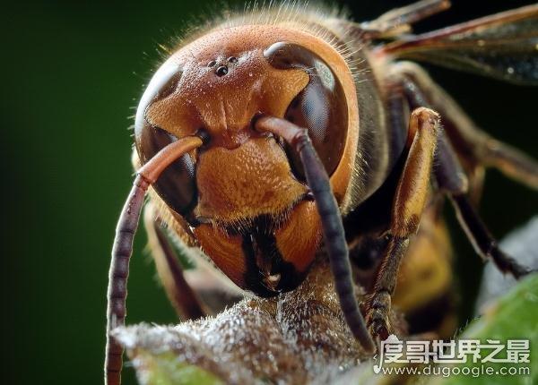 世界五大毒蜂之中国大虎头蜂一种拥有致命攻击力的毒蜂图片