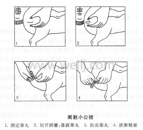阉割小公猪