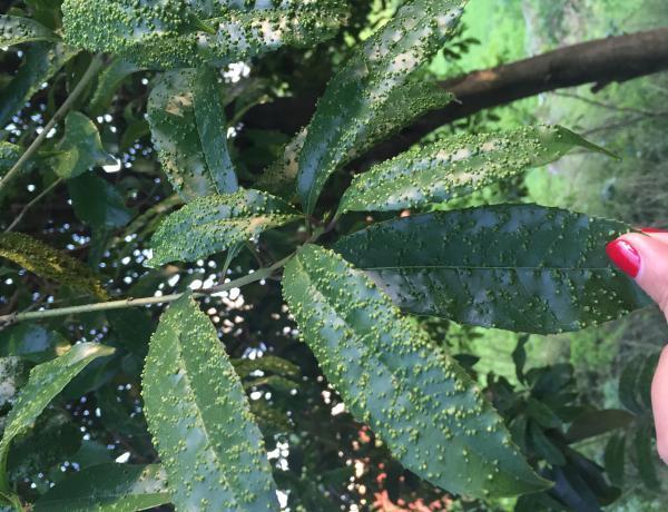 家里养的好几棵桂花树叶子长满颗粒,请问是什么病?怎么解决?