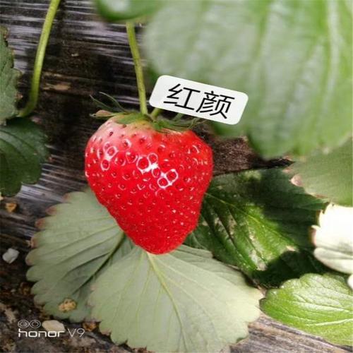 大果草莓苗价格